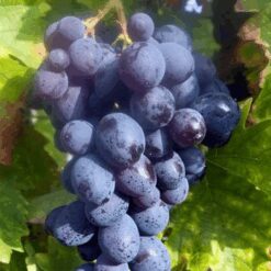 Виноград Мускат Гамбурзький