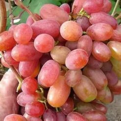 Виноград Ювілей Новочеркаська