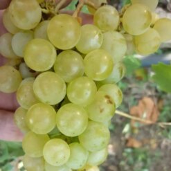 Виноград Буковинка