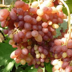 Виноград кишміш Велес