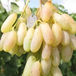 Виноград Дамський пальчик