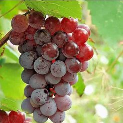 Виноград Лідія