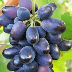 Виноград Кодрянка