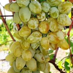 Виноград Монарх