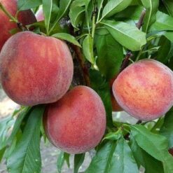 Персик Фрост