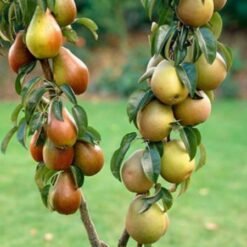 Груша колоноподібна Сапфіра