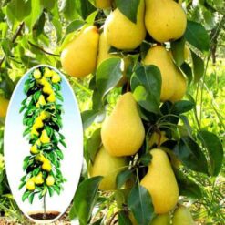 Груша Красуня