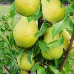 Груша Медова