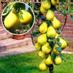 Колоноподібна груша Санремі