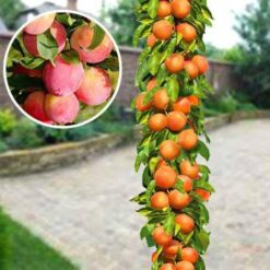 Слива колоноподібна Мірабель