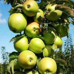 Яблуня колоноподібна Каміла