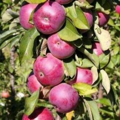 Яблуня колоновидна Вікторія