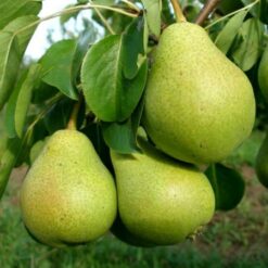 Груша колоновидна Павлівська