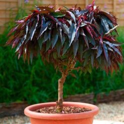 Персик колоновидний Хоней Ред