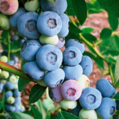 Лохина Ліберті