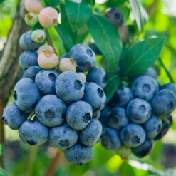 Лохина Чандлер