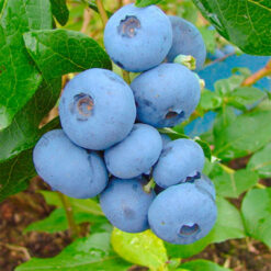 Лохина Бонус