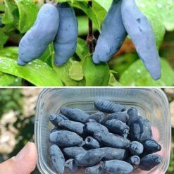 Жимолость їстівна Захват (восторг)