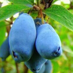 Жимолость їстівна Блакитне Веретино