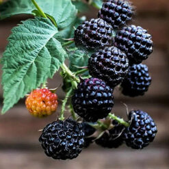 Ожино-малина  Cumberland (Кумберленд)