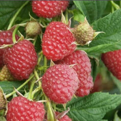 Малина Атлант