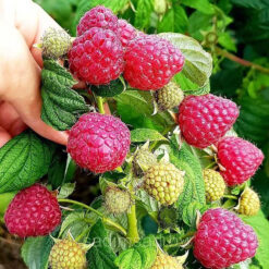 Малина ремонтантна Зюгана