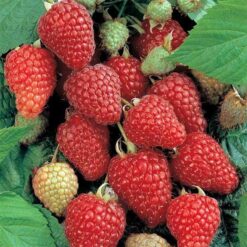 Малина Ремонтантна Херітейдж