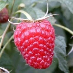 Малина Високоурожайна Міраж