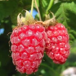 Малина Ремонтантна Геракл