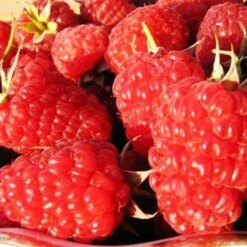 Малина ремонтантна Шапка Мономаха