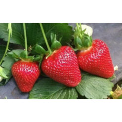 Полуниця Альба