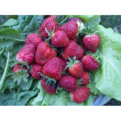 Полуниця Чорний Принц