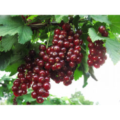 Порічка Вишнева