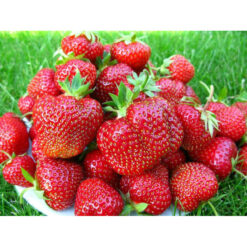 Полуниця Хоней