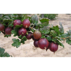 Крыжовниковый гулливер