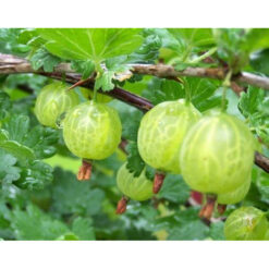 Крыжовник Малахит