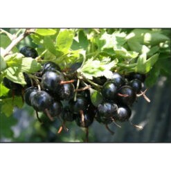 Смородина золотиста Ізабелла