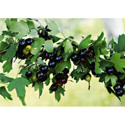 Смородина золотиста Валентина