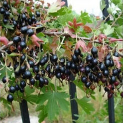 Смородина золотиста Венера