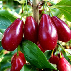 Кизил Семен