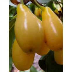 Кизил Янтарний