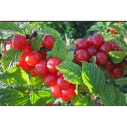 Вишня войлочна Розова