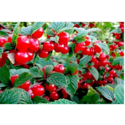 Вишня войлочна Казка