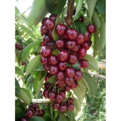 Вишня колоновидна Королева