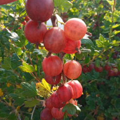 Саджанець крижовніка « Авангард"