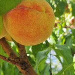 Персик  Инка