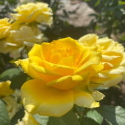 Саджанець чайно- гібридної троянди « Тара"