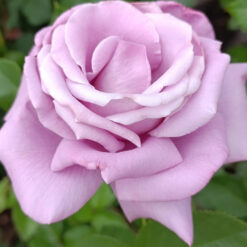 Саджанець чайно-гібридної троянди "Блакитний ніл"