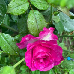 Саджанець чайно-гібридної троянди "Віолет парфюм"