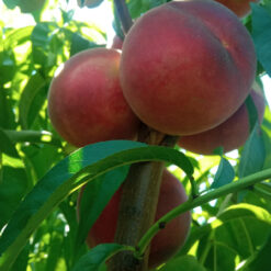 Персик Самер Леди